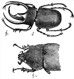 sexually dimorphic beetles (Darwin 1871)